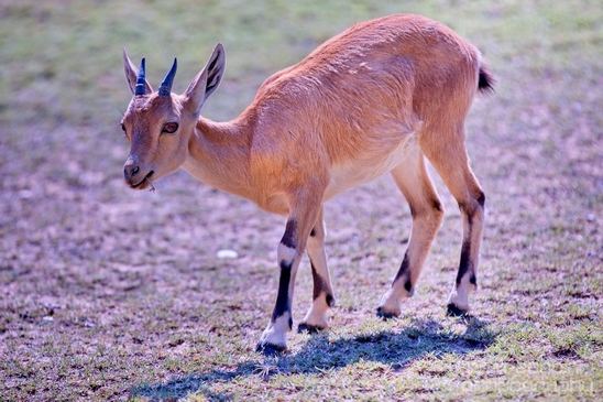 Nubian_ibex_Nature_Sde_Boker_desert_scenery_Negev_Israel_Landscape_Photography_010_Canon_EOS_5D_Mark_IV.JPG