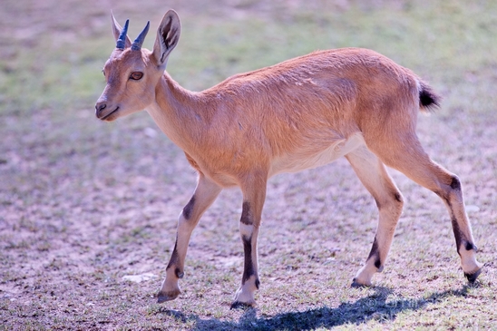 Nubian_ibex_Nature_Sde_Boker_desert_scenery_Negev_Israel_Landscape_Photography_011_Canon_EOS_5D_Mark_IV.JPG