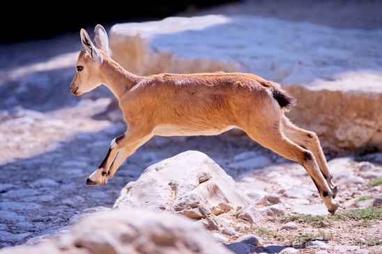 Nubian_ibex_Nature_Sde_Boker_desert_scenery_Negev_Israel_Landscape_Photography_012_Canon_EOS_5D_Mark_IV.JPG