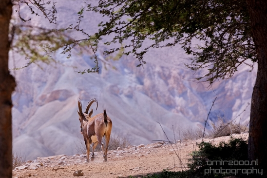 Nubian_ibex_Nature_Sde_Boker_desert_scenery_Negev_Israel_Landscape_Photography_013_Canon_EOS_5D_Mark_IV.JPG