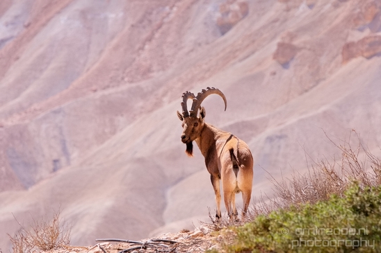 Nubian_ibex_Nature_Sde_Boker_desert_scenery_Negev_Israel_Landscape_Photography_014_Canon_EOS_5D_Mark_IV.JPG