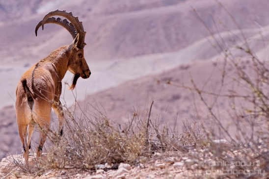 Nubian_ibex_Nature_Sde_Boker_desert_scenery_Negev_Israel_Landscape_Photography_015_Canon_EOS_5D_Mark_IV.JPG