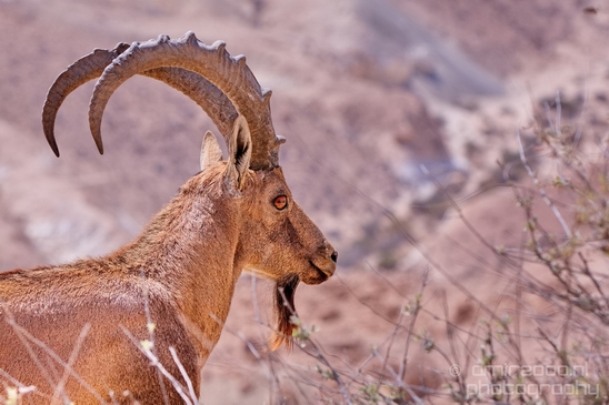Nubian_ibex_Nature_Sde_Boker_desert_scenery_Negev_Israel_Landscape_Photography_016_Canon_EOS_5D_Mark_IV.JPG
