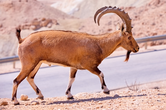 Nubian_ibex_Nature_Sde_Boker_desert_scenery_Negev_Israel_Landscape_Photography_017_Canon_EOS_5D_Mark_IV.JPG