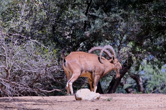Nubian_ibex_Nature_Sde_Boker_desert_scenery_Negev_Israel_Landscape_Photography_018_Canon_EOS_5D_Mark_IV.JPG