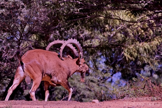 Nubian_ibex_Nature_Sde_Boker_desert_scenery_Negev_Israel_Landscape_Photography_019_Canon_EOS_5D_Mark_IV.JPG