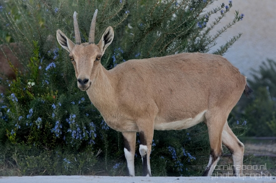 Nubian_ibex_Nature_Sde_Boker_desert_scenery_Negev_Israel_Landscape_Photography_021_Canon_EOS_5D_Mark_IV.JPG