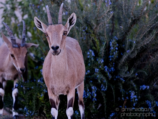 Nubian_ibex_Nature_Sde_Boker_desert_scenery_Negev_Israel_Landscape_Photography_023_Canon_EOS_5D_Mark_IV.JPG