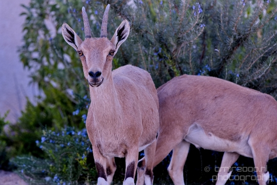 Nubian_ibex_Nature_Sde_Boker_desert_scenery_Negev_Israel_Landscape_Photography_024_Canon_EOS_5D_Mark_IV.JPG