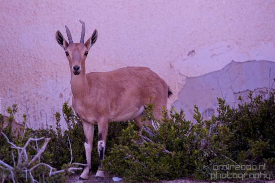 Nubian_ibex_Nature_Sde_Boker_desert_scenery_Negev_Israel_Landscape_Photography_025_Canon_EOS_5D_Mark_IV.JPG