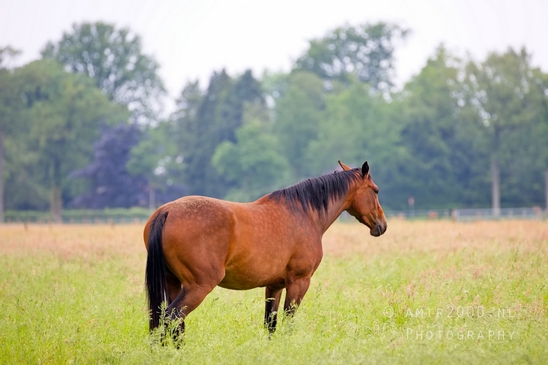 Oranjewoud_Heerenveen_Friesland_Dutch_landscape_Nederlandse_landschap_nature_Photography_001_Canon_EOS_5D_Mark_IV.JPG