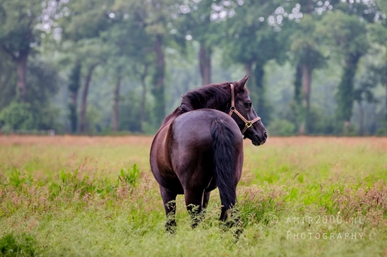 Oranjewoud_Heerenveen_Friesland_Dutch_landscape_Nederlandse_landschap_nature_Photography_003_Canon_EOS_5D_Mark_IV.JPG
