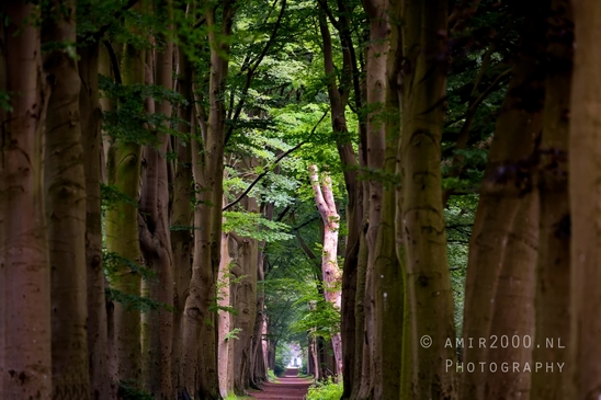 Oranjewoud_Heerenveen_Friesland_Dutch_landscape_Nederlandse_landschap_nature_Photography_005_Canon_EOS_5D_Mark_IV.JPG