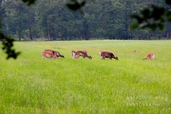 Oranjewoud_Heerenveen_Friesland_Dutch_landscape_Nederlandse_landschap_nature_Photography_013_Canon_EOS_5D_Mark_IV.JPG