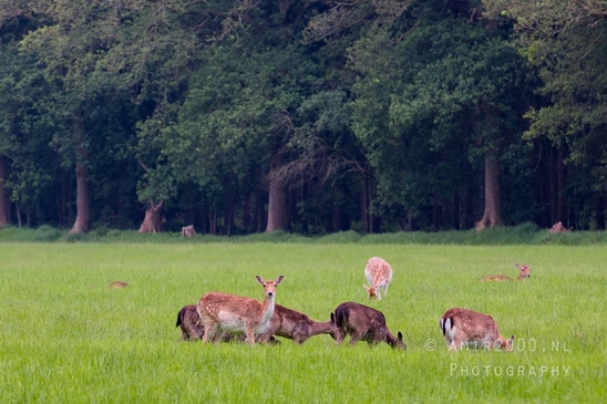 Oranjewoud_Heerenveen_Friesland_Dutch_landscape_Nederlandse_landschap_nature_Photography_015_Canon_EOS_5D_Mark_IV.JPG