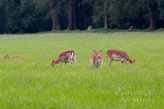 Oranjewoud_Heerenveen_Friesland_Dutch_landscape_Nederlandse_landschap_nature_Photography_016_Canon_EOS_5D_Mark_IV.JPG