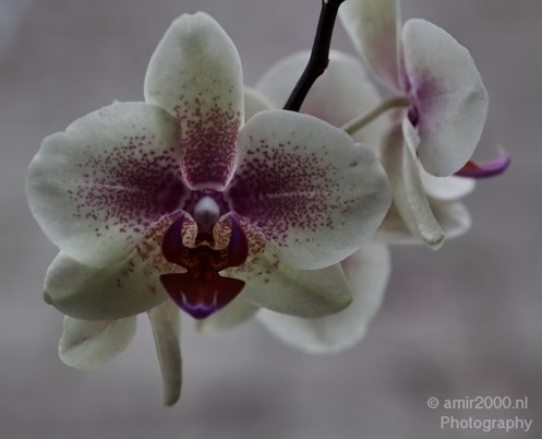 Orchid_Nature_Landscape_Photography_002_Canon_EOS_50D.JPG