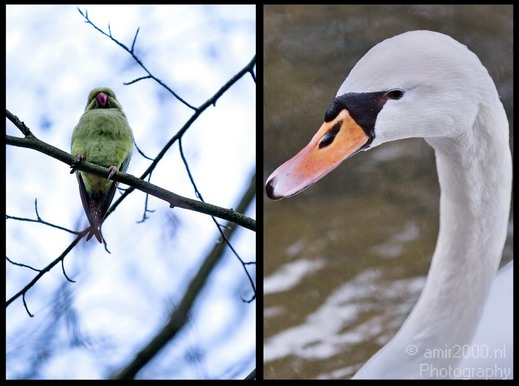 Parakeet_and_Swan_Birds_Photography_Landscape_001_Canon_EOS_7D.JPG