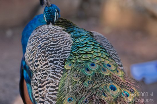 Peacock_Safari_Israel_Landscape_Photography_001_Canon_EOS_7D.JPG