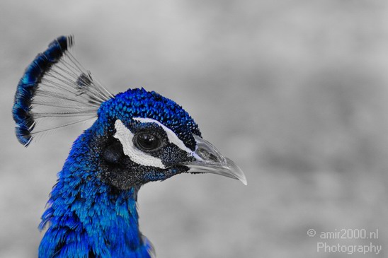 Peacock_Safari_Israel_Landscape_Photography_005_Canon_EOS_7D.JPG