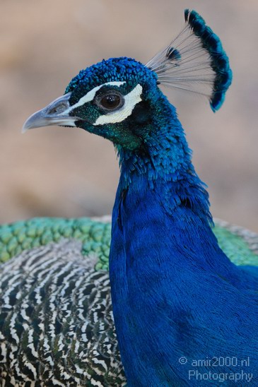 Peacock_Safari_Israel_Landscape_Photography_006_Canon_EOS_7D.JPG