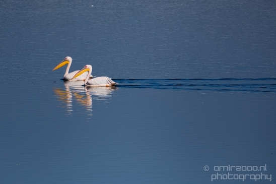 Pelican_lookout_Mishmar_Hasharon_Emek_Hefer_Valley_nature_Israel_Landscape_Photography_003_Canon_EOS_5D_Mark_IV.JPG