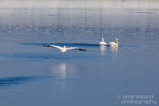 Pelican_lookout_Mishmar_Hasharon_Emek_Hefer_Valley_nature_Israel_Landscape_Photography_005_Canon_EOS_5D_Mark_IV.JPG