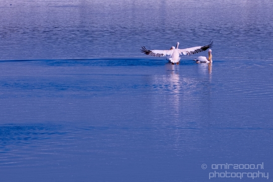 Pelican_lookout_Mishmar_Hasharon_Emek_Hefer_Valley_nature_Israel_Landscape_Photography_006_Canon_EOS_5D_Mark_IV.JPG