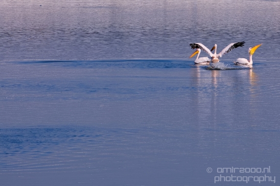 Pelican_lookout_Mishmar_Hasharon_Emek_Hefer_Valley_nature_Israel_Landscape_Photography_007_Canon_EOS_5D_Mark_IV.JPG