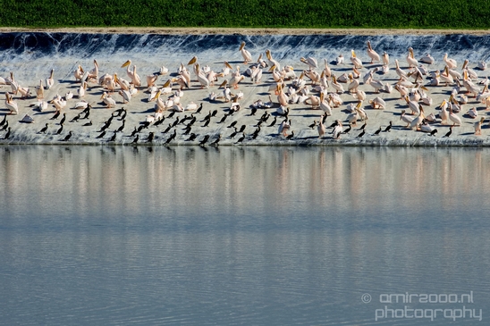 Pelican_lookout_Mishmar_Hasharon_Emek_Hefer_Valley_nature_Israel_Landscape_Photography_008_Canon_EOS_5D_Mark_IV.JPG