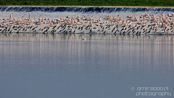 Pelican_lookout_Mishmar_Hasharon_Emek_Hefer_Valley_nature_Israel_Landscape_Photography_012_Canon_EOS_5D_Mark_IV.JPG