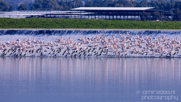 Pelican_lookout_Mishmar_Hasharon_Emek_Hefer_Valley_nature_Israel_Landscape_Photography_014_Canon_EOS_5D_Mark_IV.JPG