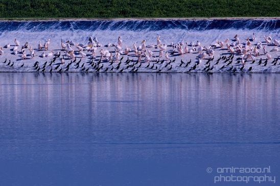 Pelican_lookout_Mishmar_Hasharon_Emek_Hefer_Valley_nature_Israel_Landscape_Photography_015_Canon_EOS_5D_Mark_IV.JPG