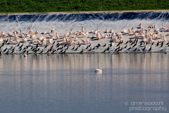 Pelican_lookout_Mishmar_Hasharon_Emek_Hefer_Valley_nature_Israel_Landscape_Photography_019_Canon_EOS_5D_Mark_IV.JPG