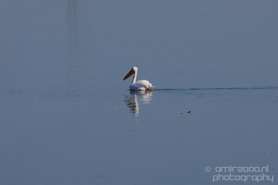 Pelican_lookout_Mishmar_Hasharon_Emek_Hefer_Valley_nature_Israel_Landscape_Photography_020_Canon_EOS_5D_Mark_IV.JPG