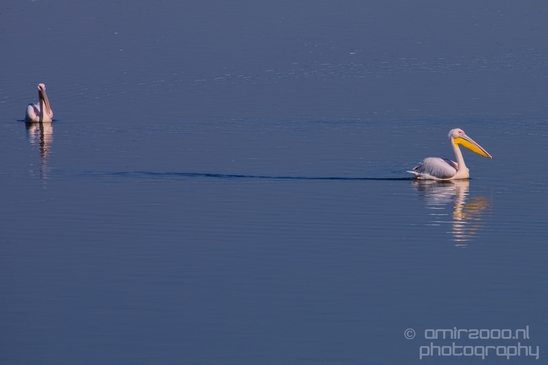 Pelican_lookout_Mishmar_Hasharon_Emek_Hefer_Valley_nature_Israel_Landscape_Photography_021_Canon_EOS_5D_Mark_IV.JPG