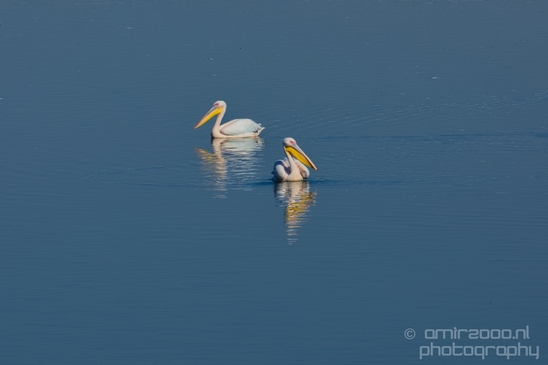 Pelican_lookout_Mishmar_Hasharon_Emek_Hefer_Valley_nature_Israel_Landscape_Photography_022_Canon_EOS_5D_Mark_IV.JPG