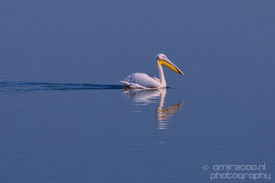 Pelican_lookout_Mishmar_Hasharon_Emek_Hefer_Valley_nature_Israel_Landscape_Photography_023_Canon_EOS_5D_Mark_IV.JPG