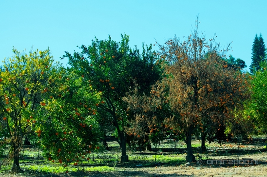 Pelican_lookout_Mishmar_Hasharon_Emek_Hefer_Valley_nature_Israel_Landscape_Photography_027_Canon_EOS_5D_Mark_IV.JPG