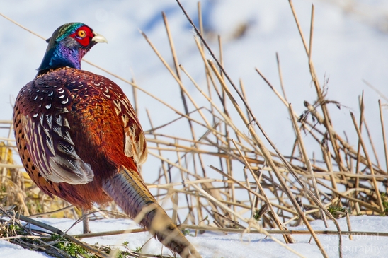 Pheasant_fazant_male_gamebird_nature_Birds_Photography_001_Canon_EOS_5D_Mark_IV.JPG