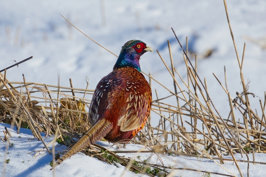 Pheasant_fazant_male_gamebird_nature_Birds_Photography_002_Canon_EOS_5D_Mark_IV.JPG
