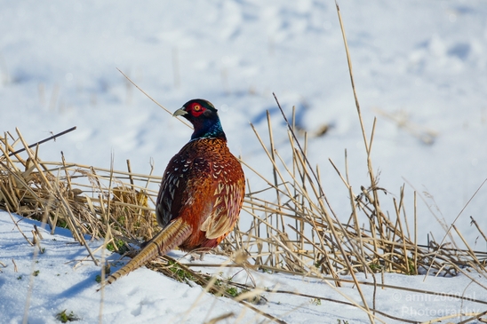 Pheasant_fazant_male_gamebird_nature_Birds_Photography_003_Canon_EOS_5D_Mark_IV.JPG