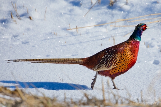 Pheasant_fazant_male_gamebird_nature_Birds_Photography_004_Canon_EOS_5D_Mark_IV.JPG
