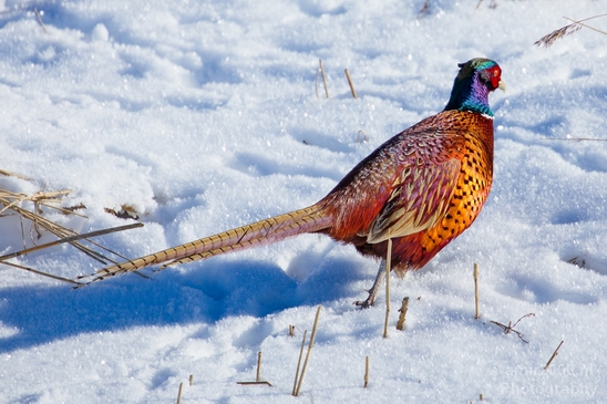 Pheasant_fazant_male_gamebird_nature_Birds_Photography_005_Canon_EOS_5D_Mark_IV.JPG
