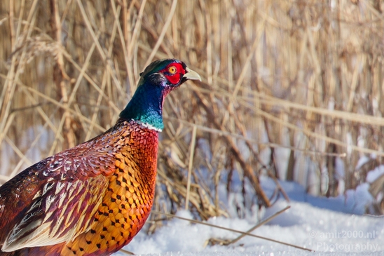 Pheasant_fazant_male_gamebird_nature_Birds_Photography_006_Canon_EOS_5D_Mark_IV.JPG