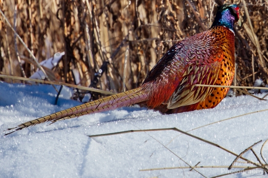 Pheasant_fazant_male_gamebird_nature_Birds_Photography_008_Canon_EOS_5D_Mark_IV.JPG