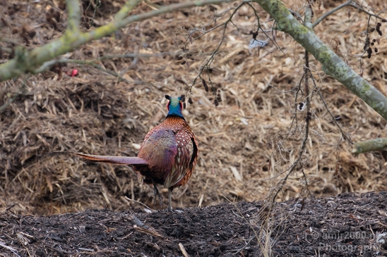 Pheasant_fazant_male_gamebird_nature_Birds_Photography_009_Canon_EOS_5D_Mark_IV.JPG