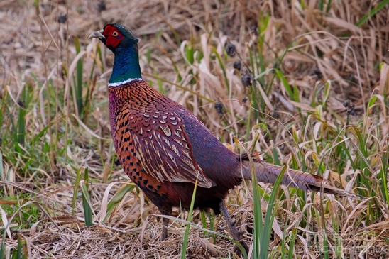 Pheasant_fazant_male_gamebird_nature_Birds_Photography_010_Canon_EOS_5D_Mark_IV.JPG