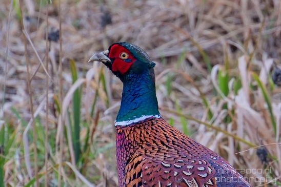 Pheasant_fazant_male_gamebird_nature_Birds_Photography_011_Canon_EOS_5D_Mark_IV.JPG