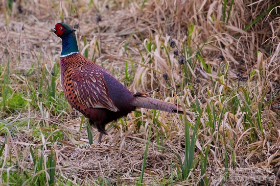 Pheasant_fazant_male_gamebird_nature_Birds_Photography_012_Canon_EOS_5D_Mark_IV.JPG